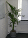 Данный вид пальмы - Ховея, прекрасно чувствует себя в светлых офисных помещениях